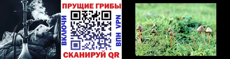 Купить закладки  Карабаново  Псилоцибиновые грибы MAGIC MUSHROOMS 